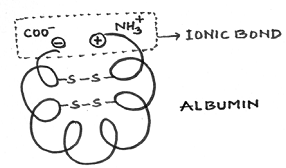 1637_tertiary structure.png